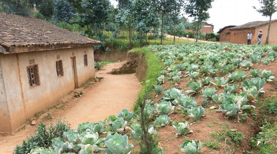 27/11/2017 El proyecto estratégico de Fundación Juan Bonal en Ruanda le planta cara al hambre a través de la siembra.