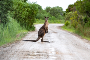 Australia